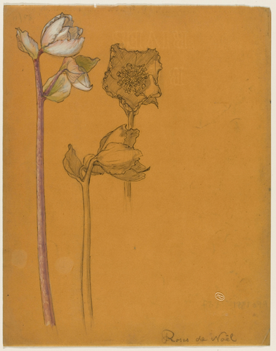 René Lalique - Trois études d'ellébore, dont une colorée : hampe mauve, feuilles...