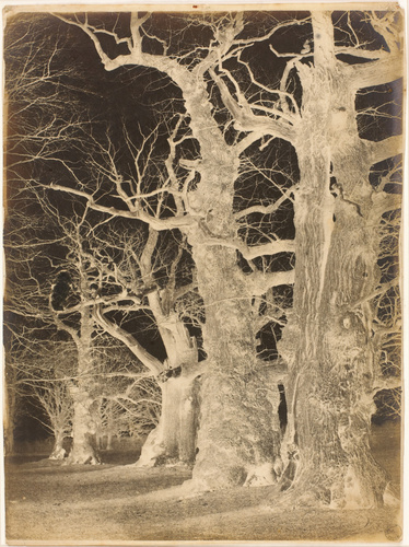 George Shaw - Chênes en hiver