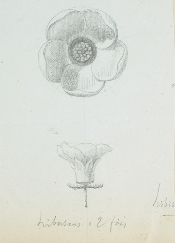 Victor Ruprich-Robert - Hibiscus