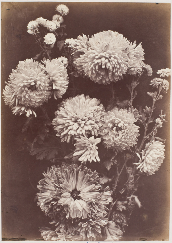 Charles Aubry - Reines-marguerites