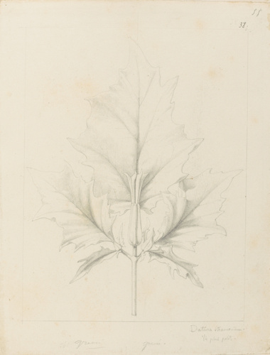 Victor Ruprich-Robert - Etude de feuille de datura stramonium