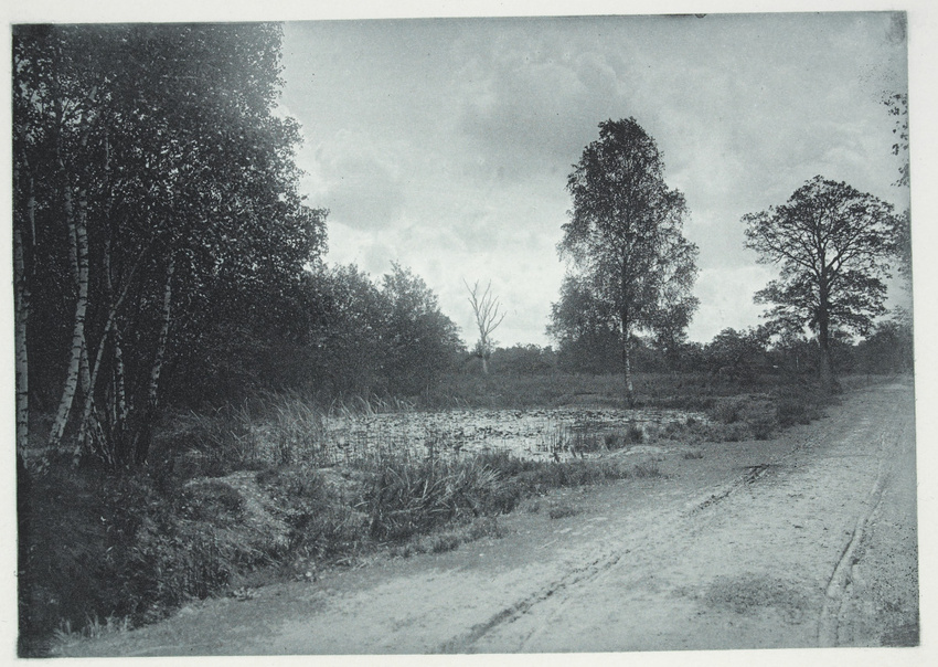 F. de Ribes-Christofle - Crépuscule en forêt