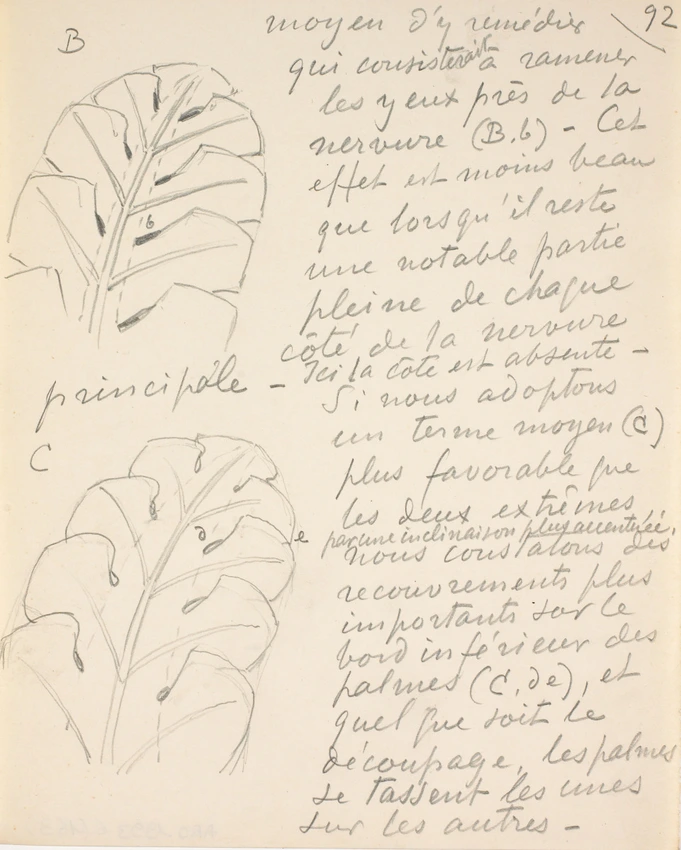 Eugène Grasset - Feuille à nervures