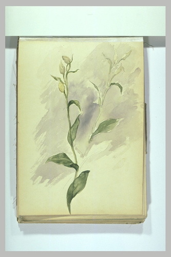 Léonide Bourges - Fleurs