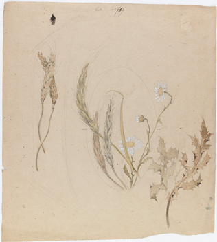 Emile Gallé - Décor pour une boîte : blé, orge, marguerites et houx