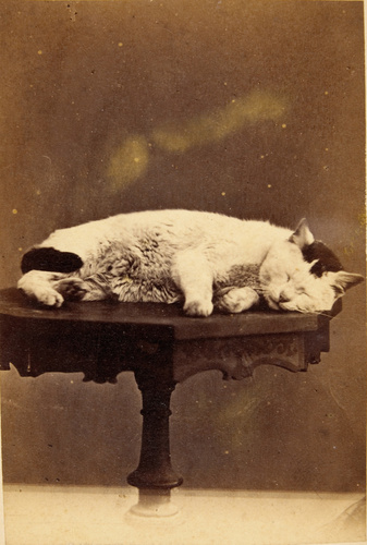 Anonyme - Un chat endormi