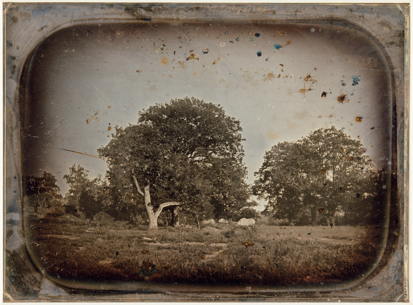 Anonyme - Grands chênes, forêt de Fontainebleau (?)