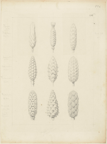 Victor Ruprich-Robert - Neuf études, bouton d'épocris, platystemon carpeles, épi...