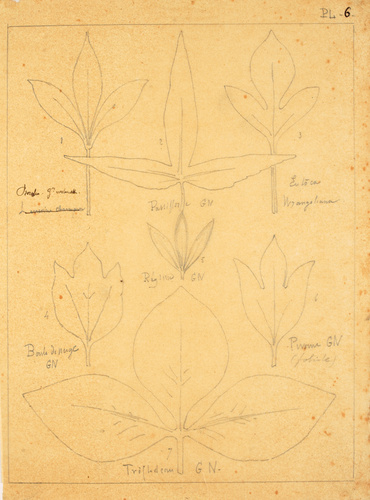Victor Ruprich-Robert - 7 croquis de feuilles : psorlia, passiflore, eutoca wran...