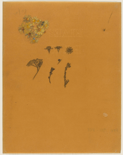 René Lalique - Huit études de jacobée, dont une colorée jaune et bleue