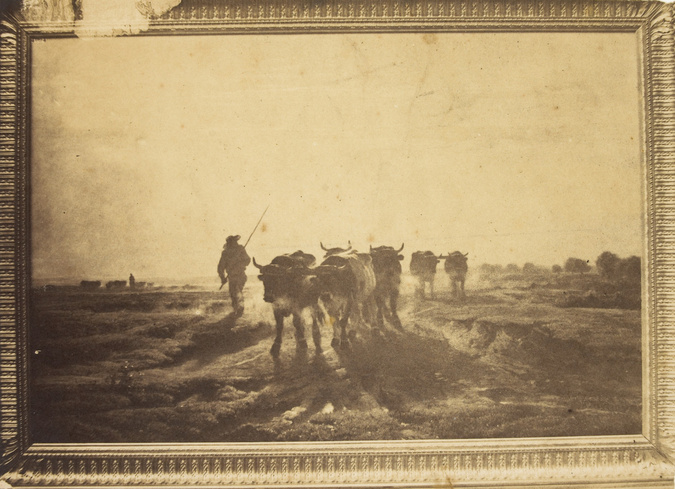 André Adolphe Eugène Disdéri - "Les Boeufs allant au labour, effet de matin", pe...