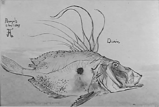 Francis Auburtin - Etude d'un poisson, un saint-pierre doré