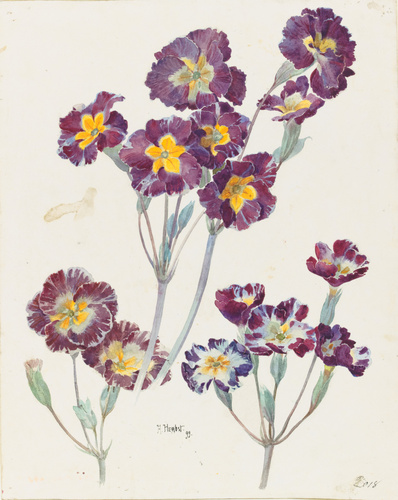 Auguste Herbst - Primevères