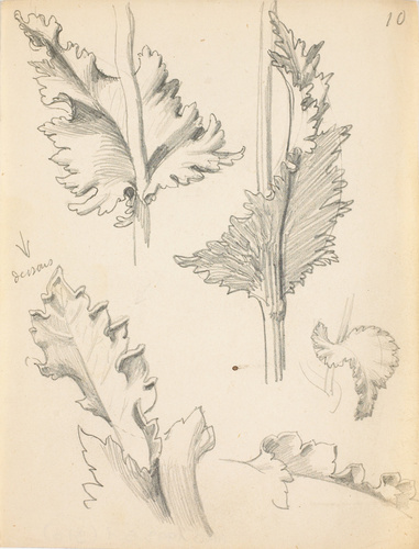 Eugène Grasset - Feuilles de pavot