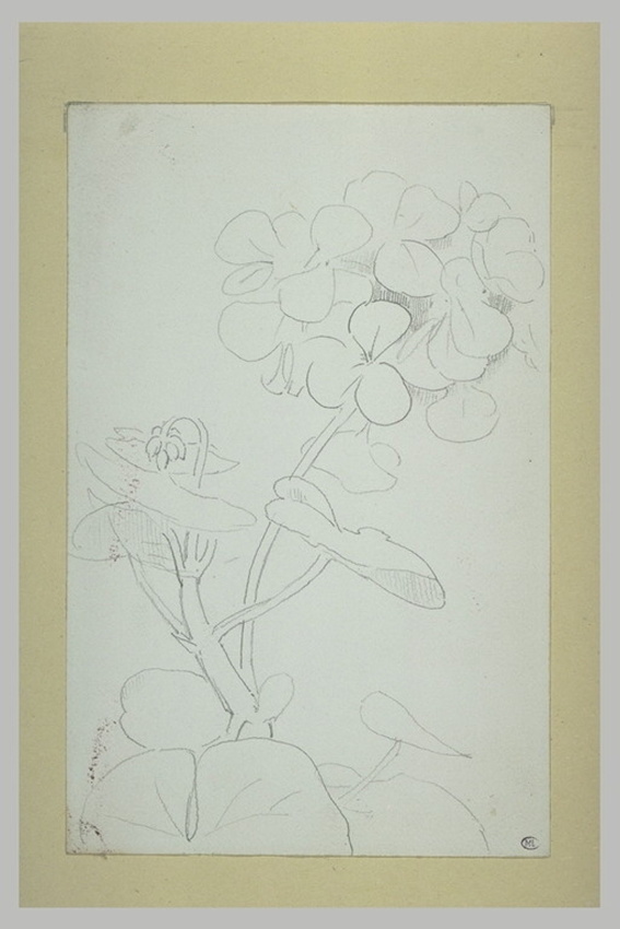 Odilon Redon - Géranium