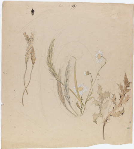 Emile Gallé - Décor pour une boîte : blé, orge, marguerites et houx