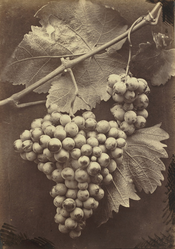 Charles Aubry - Grappe de raisins