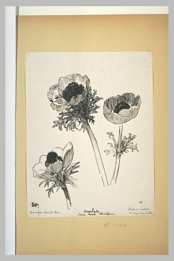 Théophile Alexandre Steinlen - Etudes de renoncule