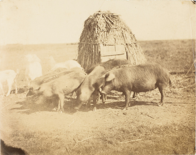 Anonyme - Cochons dans un champ