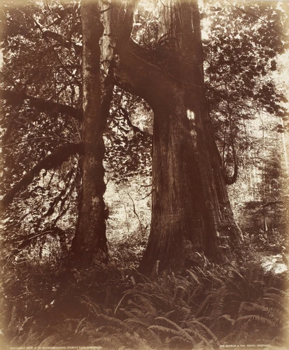 William Mac Farlane Jr Notman - Cedar Tree, Stanley park, Vancouver