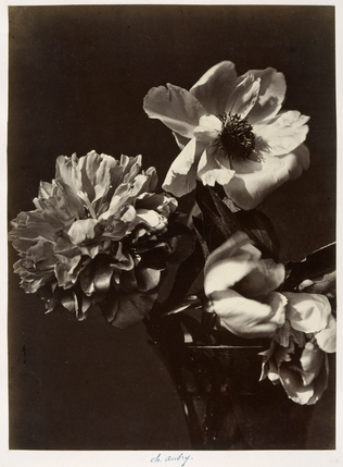 Charles Aubry - Pivoine et fleurs de clématite
