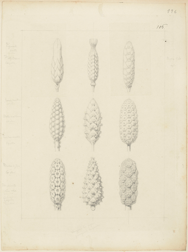 Victor Ruprich-Robert - Neuf études, bouton d'épocris, platystemon carpeles, épi...
