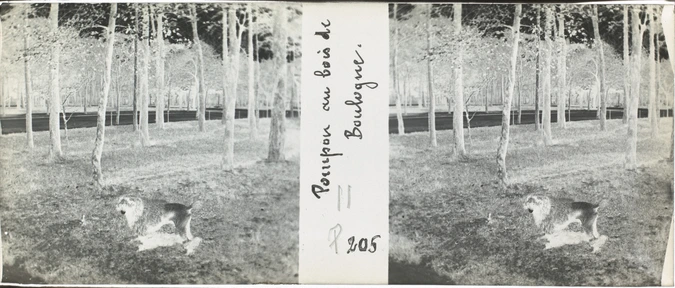 E. Serve-Louvat - Pompon au bois de Boulogne
