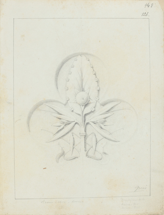 Victor Ruprich-Robert - Etudes de feuille et de fleur d'avoine, de pistil de mou...
