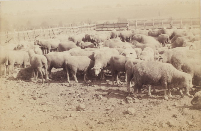 Anonyme - Moutons