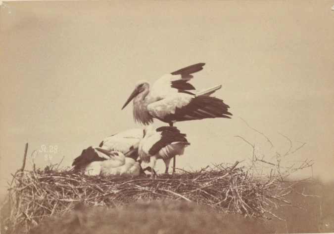 Ottomar Anschutz - Oiseaux dans un nid