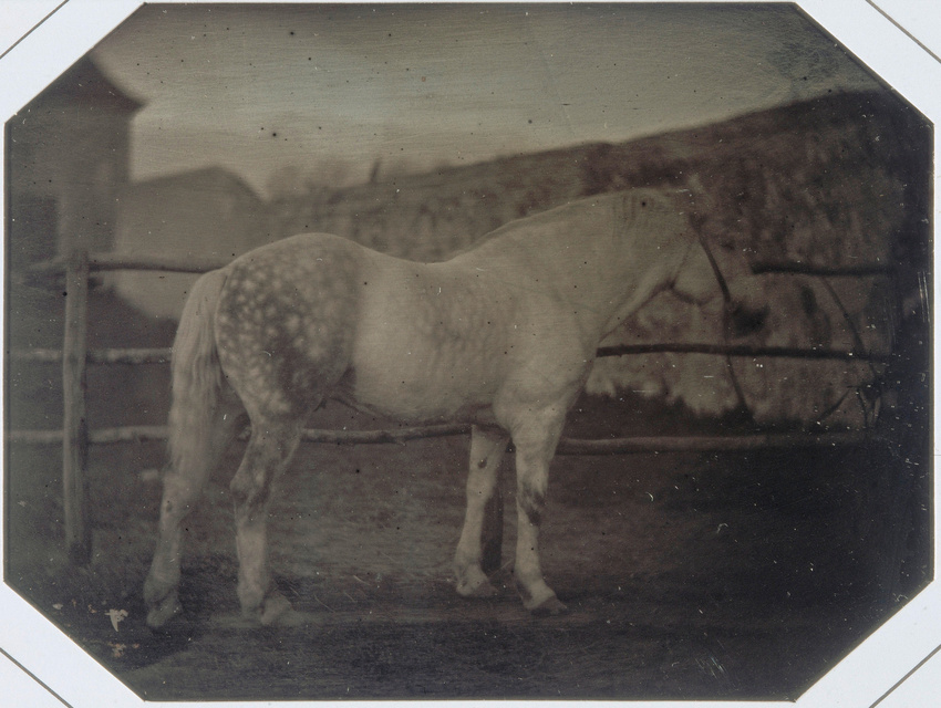 Louis Bisson - Etude : cheval blanc dans un enclos