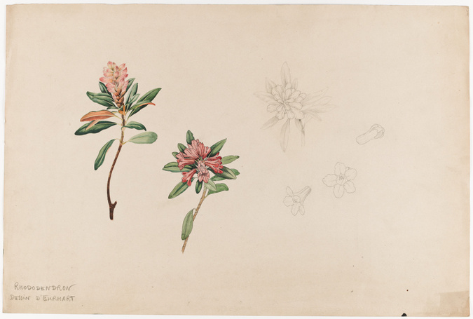 Ehrhart - Rhododendron