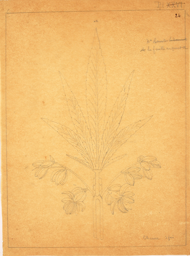 Victor Ruprich-Robert - Croquis de feuille et de fleurs de chanvre (recto) ; Cro...