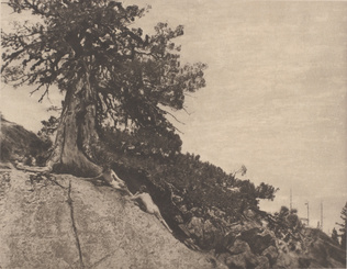 Anne Brigman - Dryads