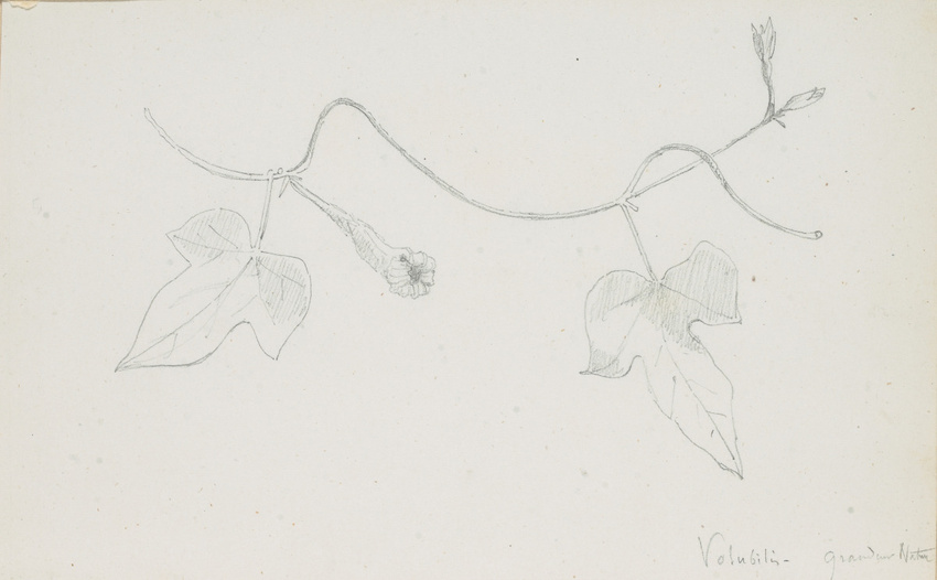 Victor Ruprich-Robert - Volubilis