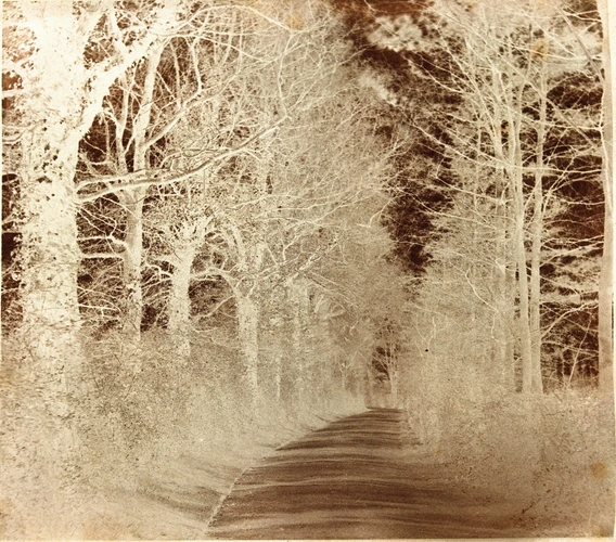 Hippolyte Fockedey - Allée bordée d'arbres