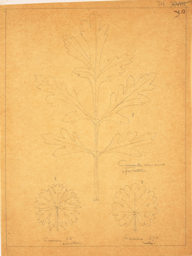 Victor Ruprich-Robert - 3 croquis de feuilles : camomille romaine, géranium