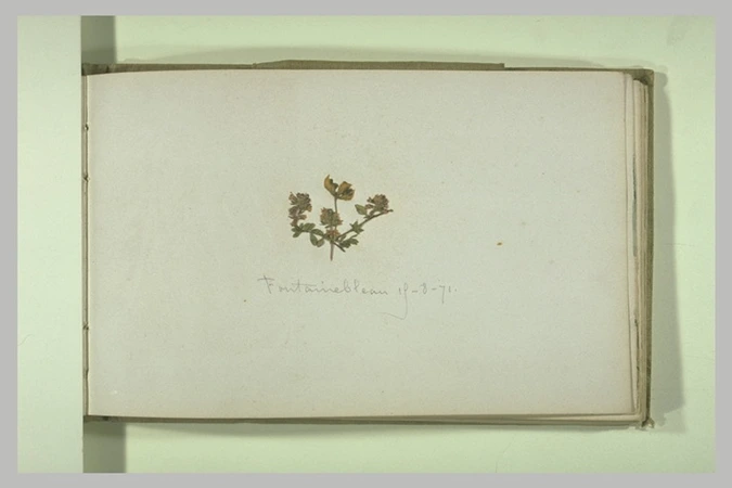 Fleur séchée - Anonyme | Musée d'Orsay