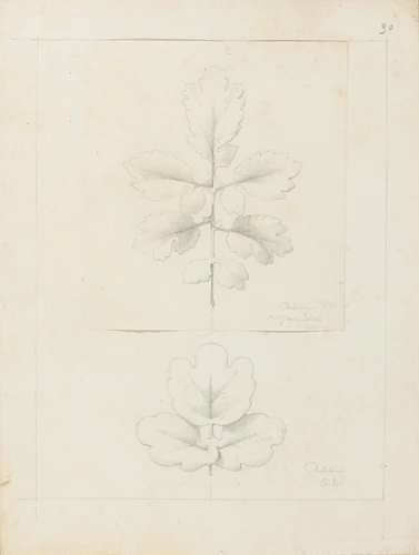 Etude de feuilles de chélidoine - Victor Ruprich-Robert