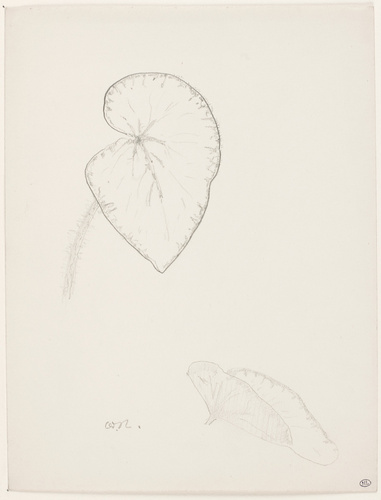 Odilon Redon - Deux études de feuilles