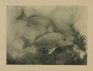 Arthur Radclyffe Dugmore - Fish