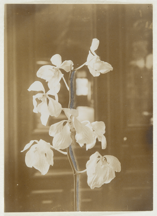 Anonyme - Branche d'orchidées