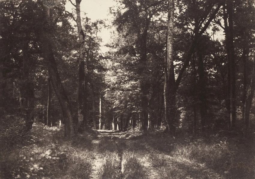 Gustave Le Gray - Forêt de Fontainebleau, sous-bois au Bas-Bréau
