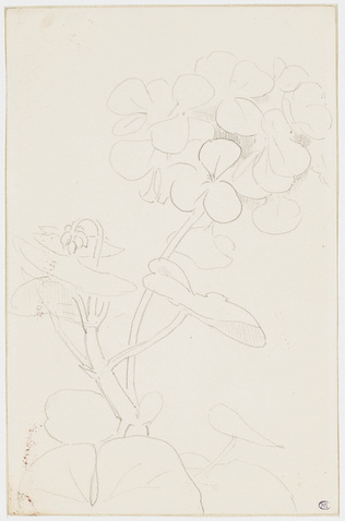 Odilon Redon - Géranium