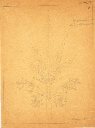 Victor Ruprich-Robert - Croquis de feuille et de fleurs de chanvre (recto) ; Cro...