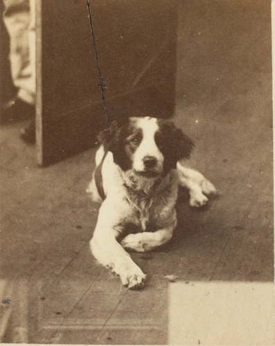 André Adolphe Eugène Disdéri - Corral, le chien du photographe
