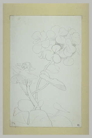 Odilon Redon - Géranium