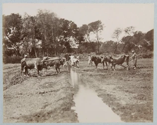 Boeufs au labour dans un champ avec canal d'irrigation - Emile Béchard