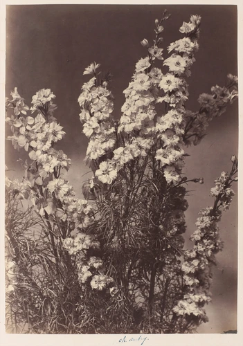 Charles Aubry - Campanule à grosses fleurs