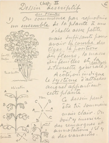 Eugène Grasset - Plante
